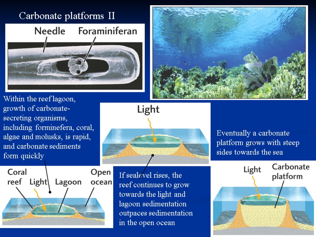 Carbonate platforms II Within the reef lagoon, growth of carbonate-secreting organisms, including forminefera, coral,